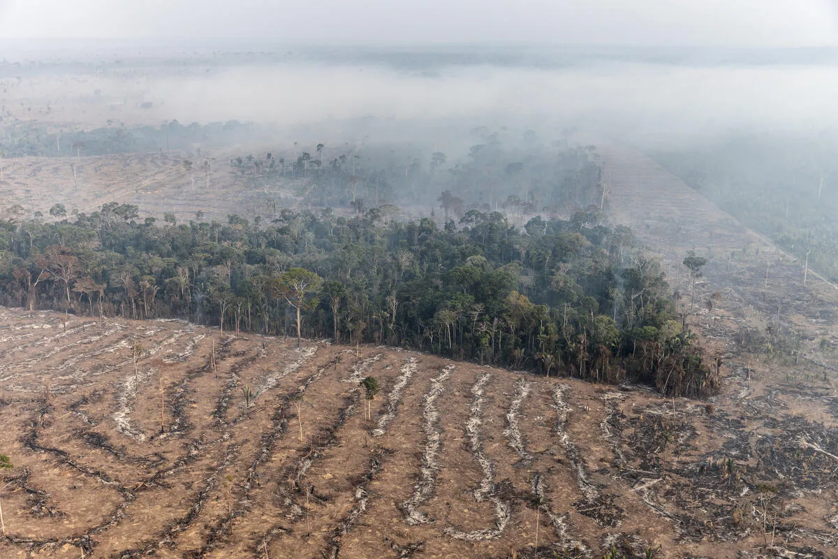 Ações de combate ao desmatamento na Amazônia terão R 318 milhões diz