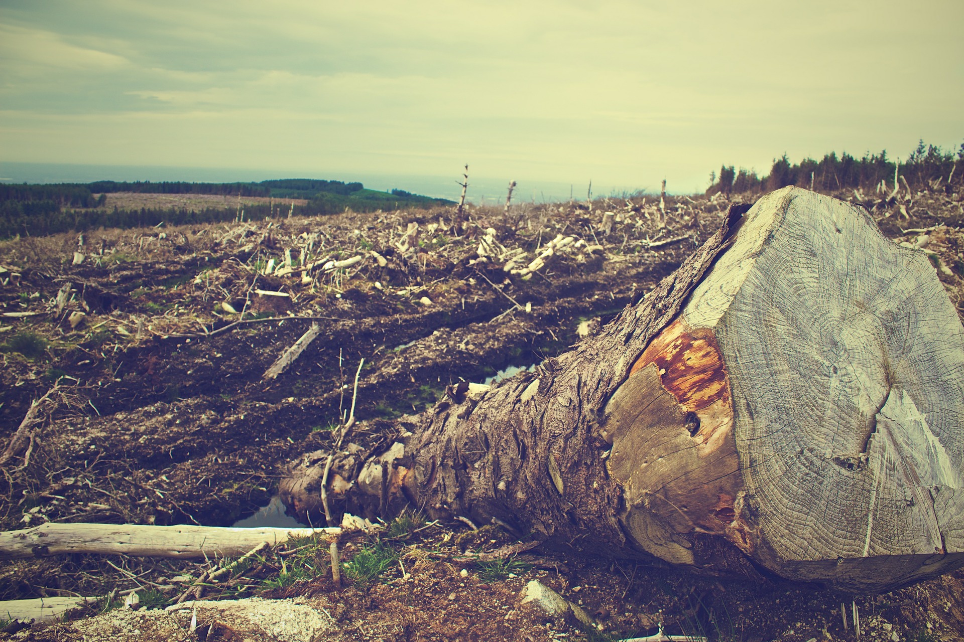 Na COP26, ministro se recusa a falar do “combo do desmatamento” que tramita no Congresso