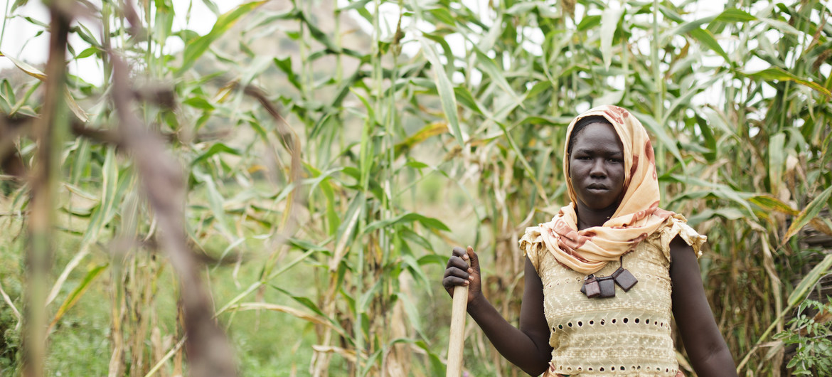 Plantações de alimentos básicos podem diminuir em pelo menos 80% até 2050 em oito países africanos