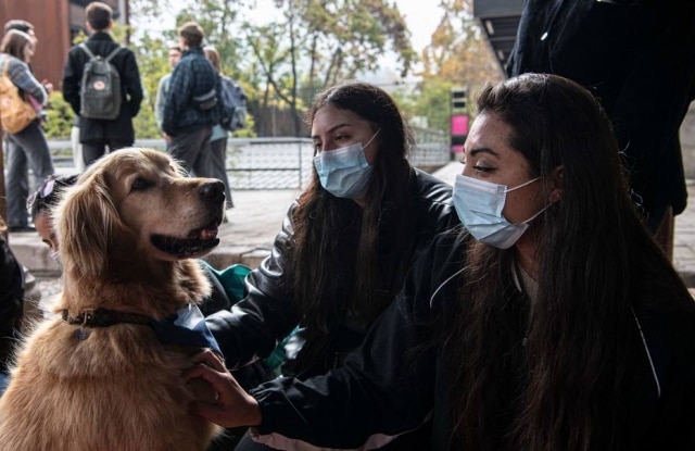 Cães ajudam a aliviar estresse de estudantes na volta às aulas no Chile; Veja fotos