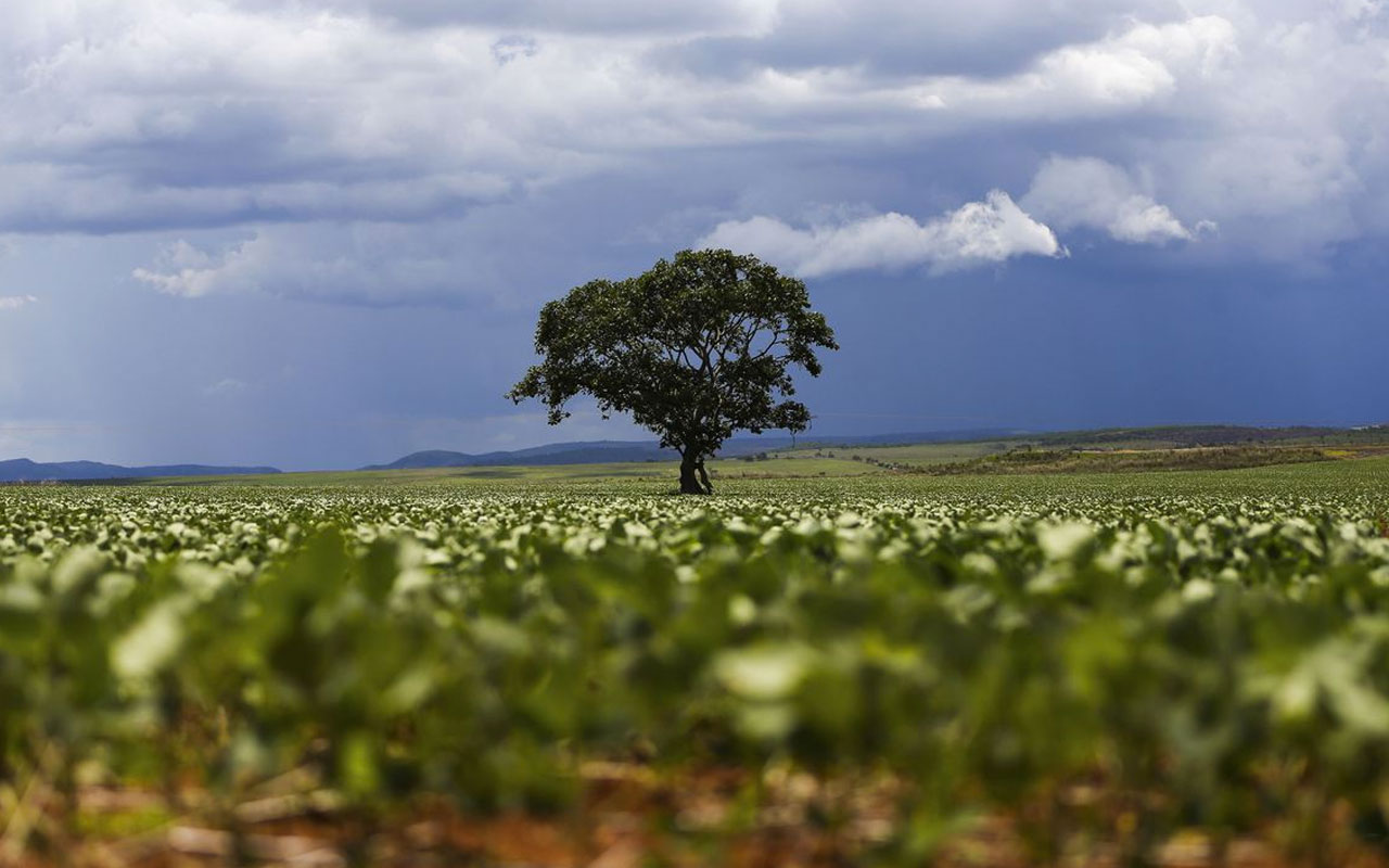 Desmatamento: Europa aprova resolução para que o Brasil sofra sanções comerciais