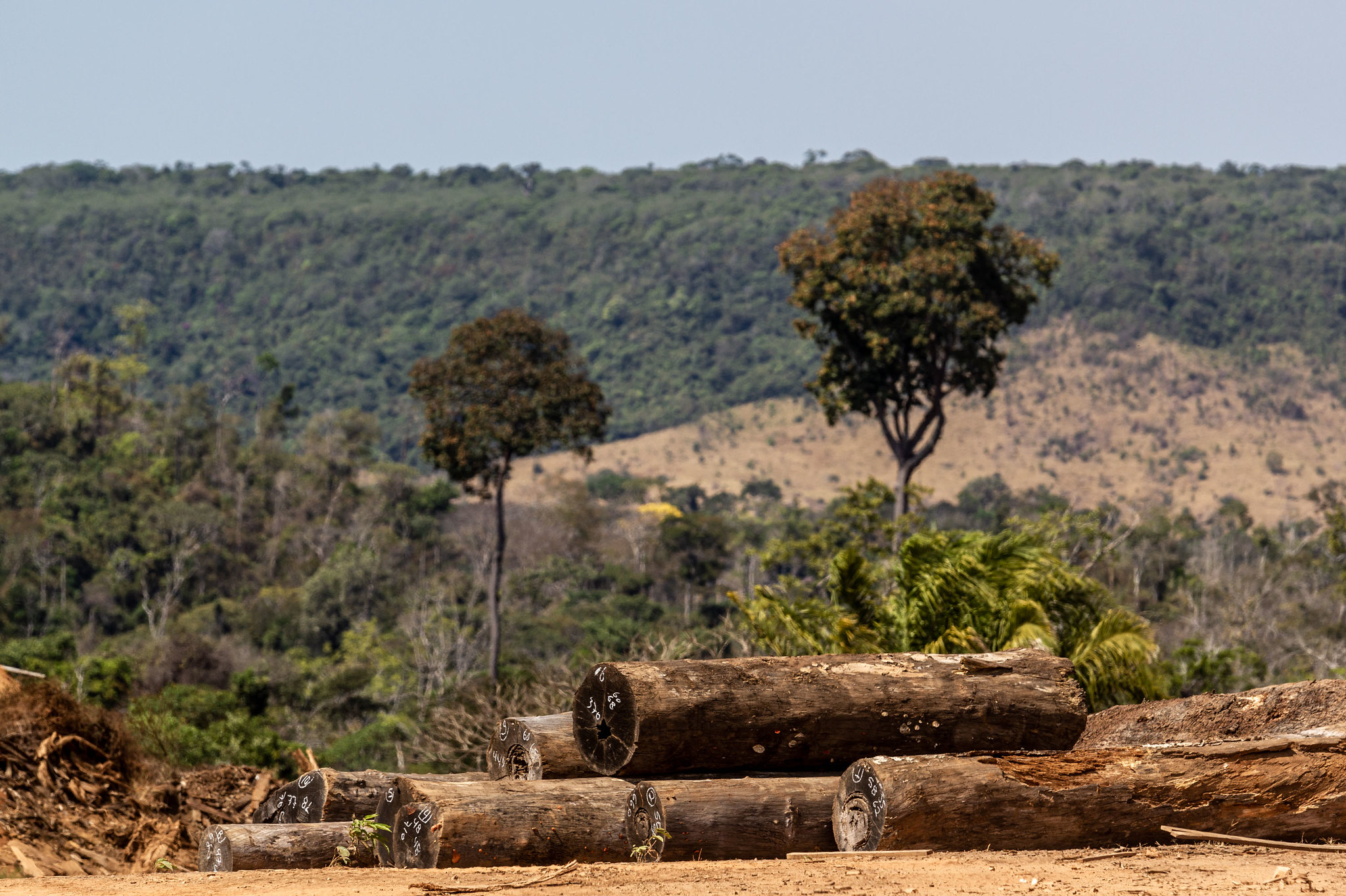 Na Amazônia, sete em cada dez hectares com exploração ilegal de madeira estão em MT