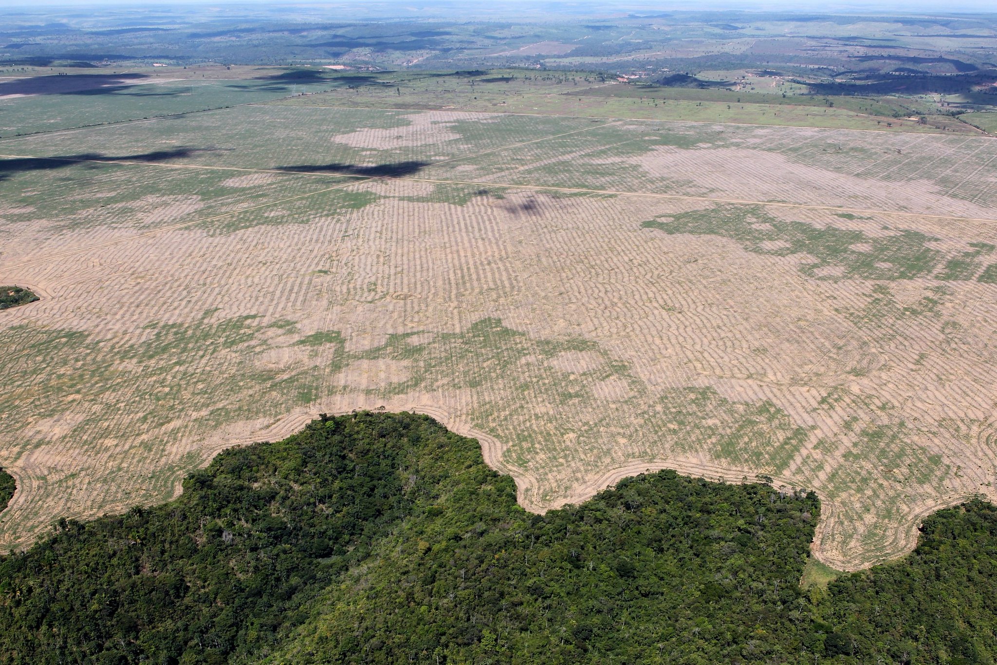 Brasil pode produzir mais soja sem desmatar a Amazônia, aponta estudo