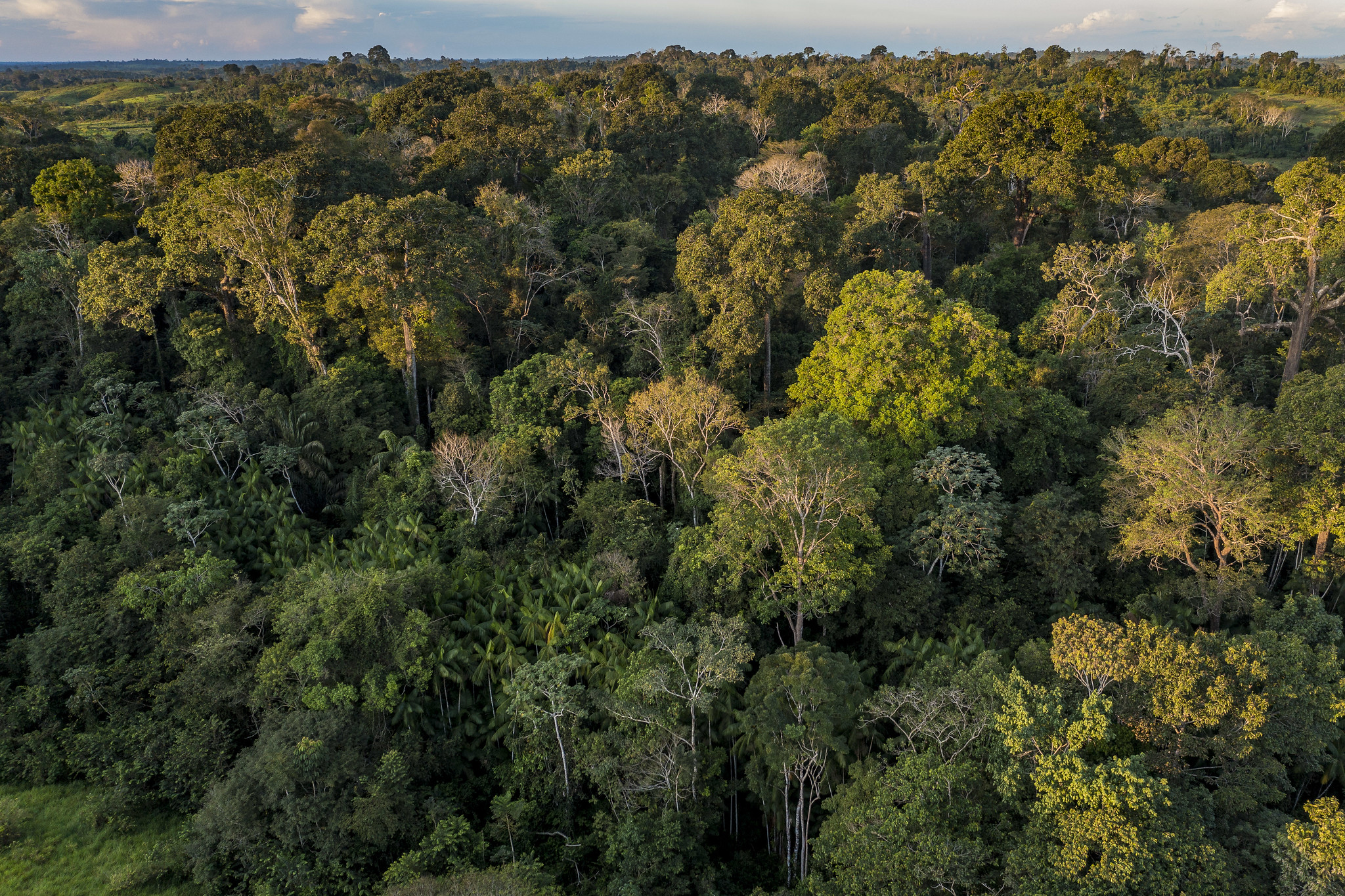 Brasil, República Democrática do Congo e Indonésia assinam pacto pelas florestas