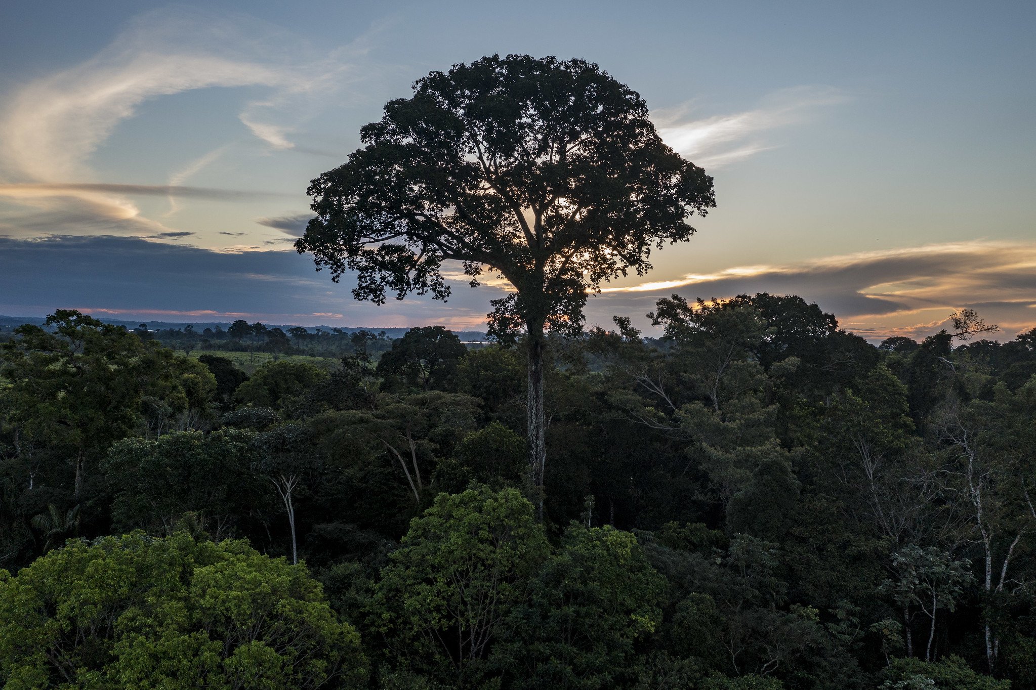 Povos da floresta defendem autonomia para gerir recursos de financiamento climático