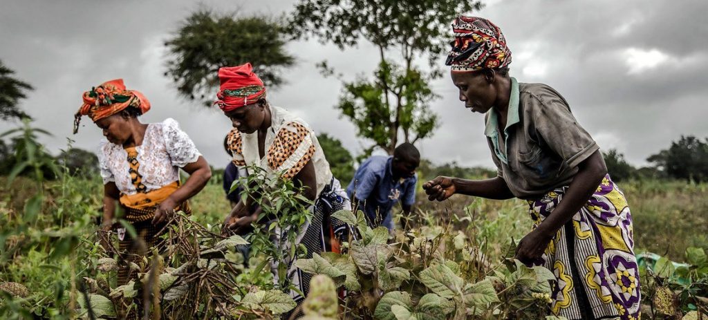 Over 350 million family farmers appeal for climate financing