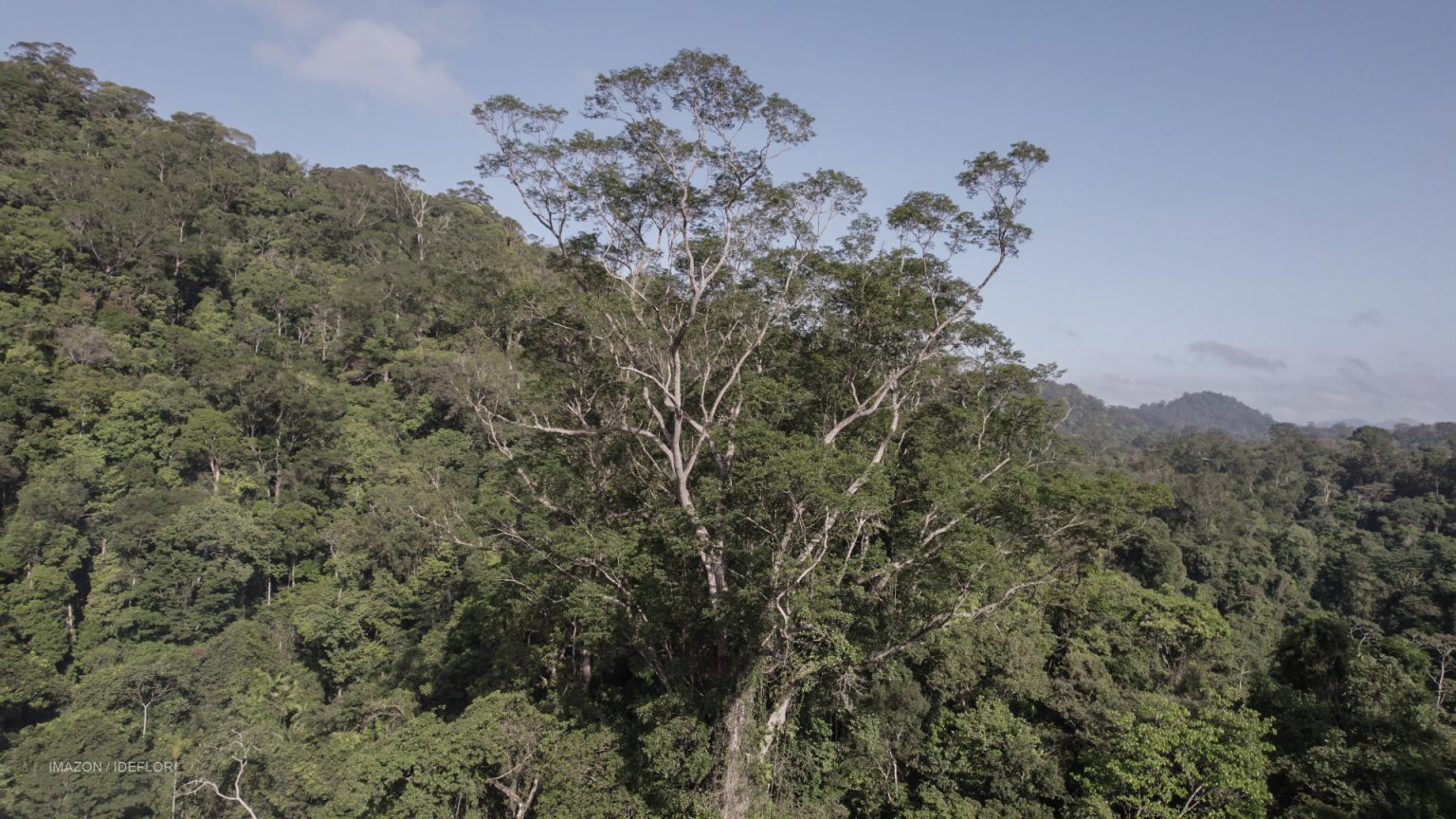 Garimpo e grilagem ameaçam a Flota do Paru, um santuário de árvores gigantes na Amazônia