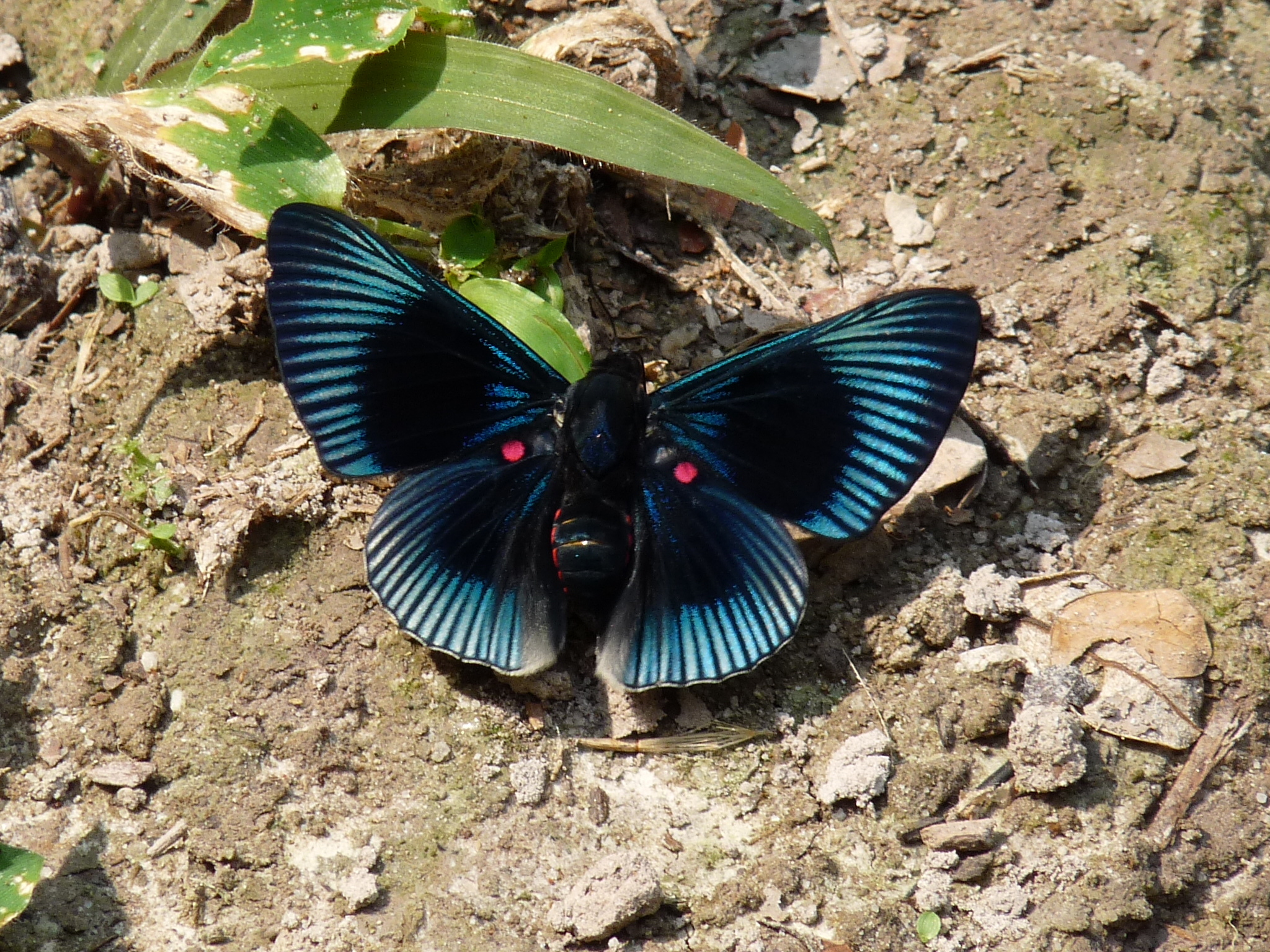 Região ao norte de MT concentra quase 30% das borboletas de todo o Brasil