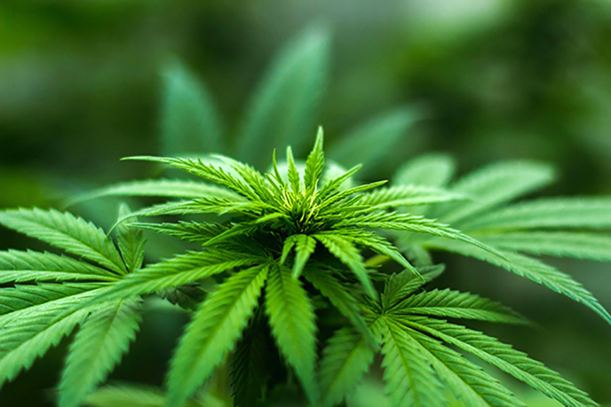 Estado do Paraná tem lei própria para a Cannabis medicinal aprovada