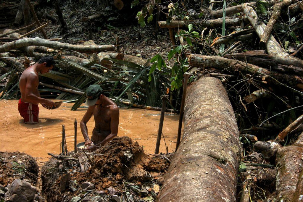 Pesquisadores descobrem planta na Amazônia que pode substituir mercúrio na extração do ouro