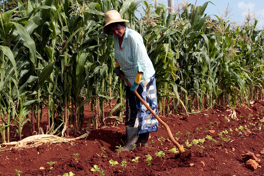 Brasil e Cuba procuram parcerias no fomento à agricultura familiar