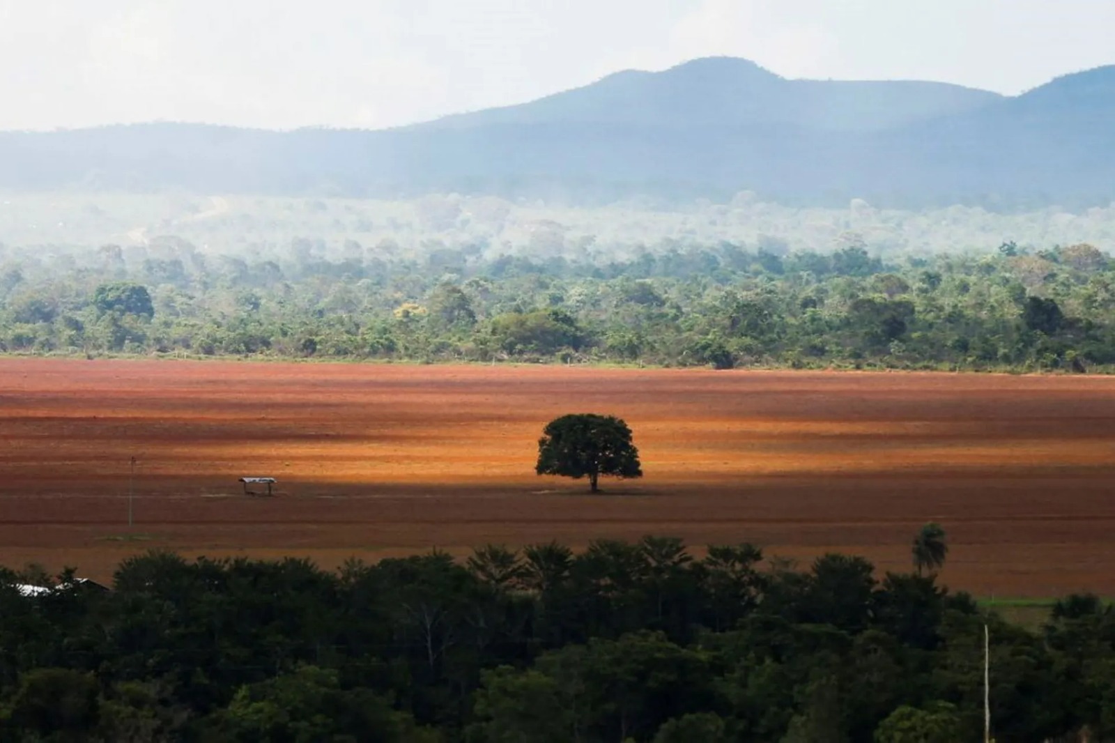 Amazônia registra queda no desmatamento, enquanto Cerrado enfrenta pior situação histórica