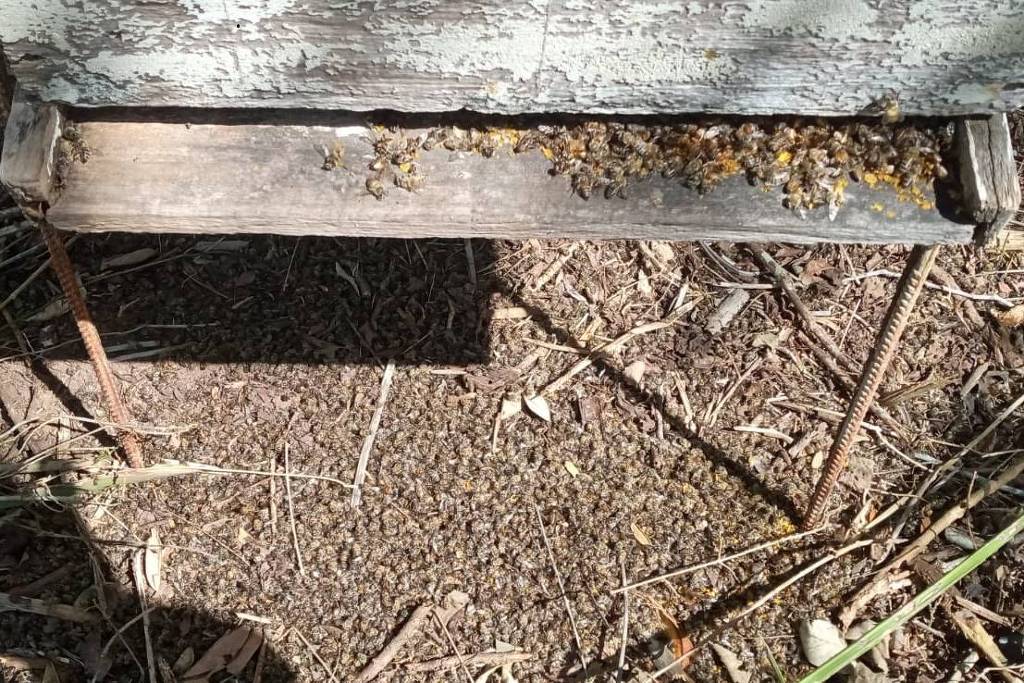 Uso indevido de agrotóxico causou a morte de 80 milhões de abelhas na Bahia