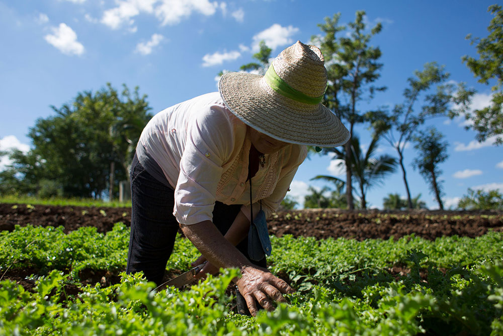 Campesinos, bioinsumos e o encontro entre o desenvolvimento social, econômico e ambiental