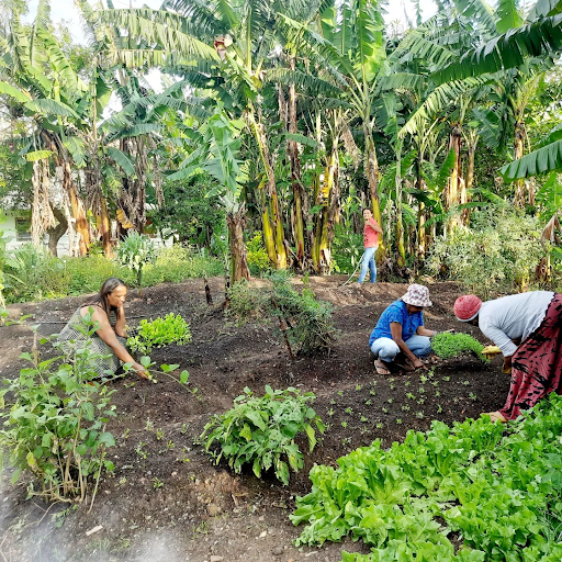 Agricultura Urbana: agroecologia, alimentação, saúde e bem-estar