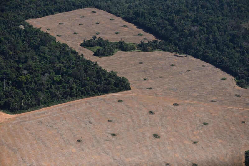 Amazônia: Desmatamento tem segunda maior cifra da série, diz Inpe