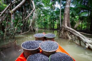 Açaí sendo colhido e levado de barco.