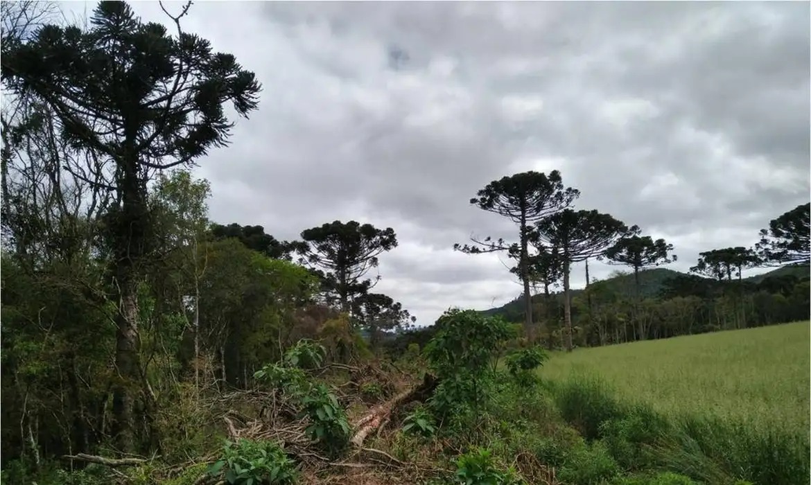 Desmatamento na Mata Atlântica cai 59% no acumulado do ano até agosto