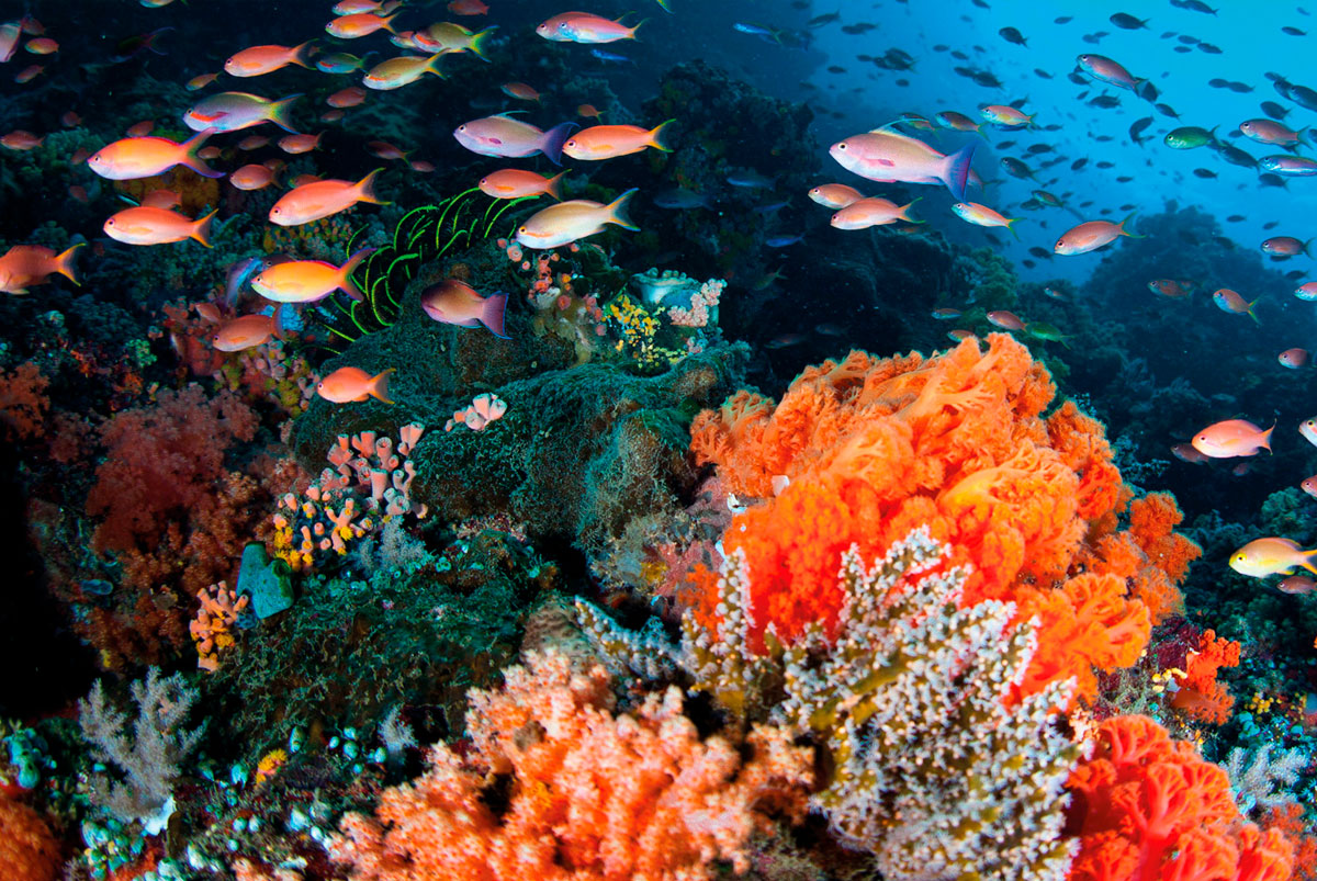 Oceanos ganham destaque na COP 28 com iniciativas de preservação