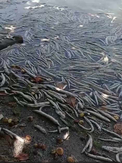 Milhares de peixes aparecem mortos em lagoa afetada por desabamento da Braskem em Maceió