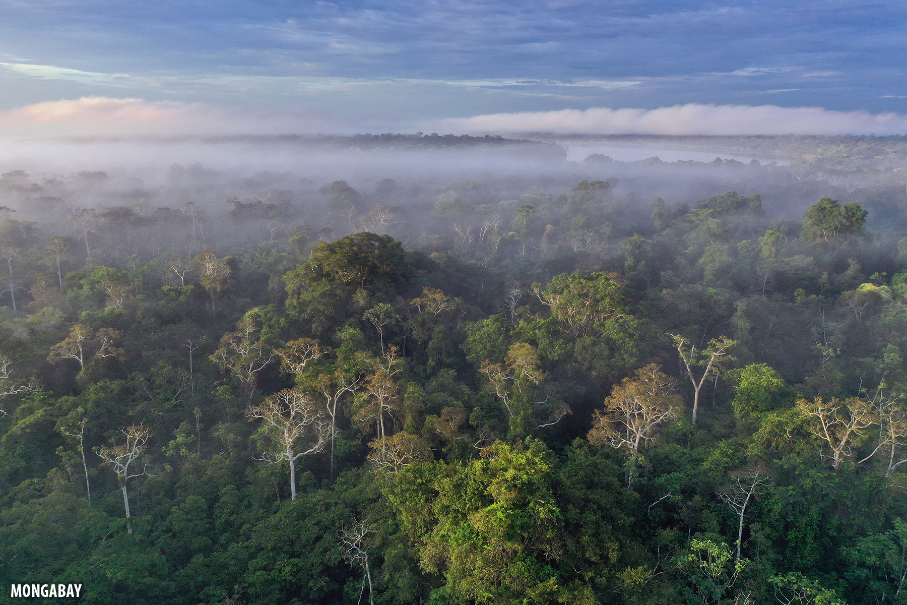 Japão anuncia entrada no Fundo Amazônia, e doações totais chegam a R$3 bilhões para a floresta