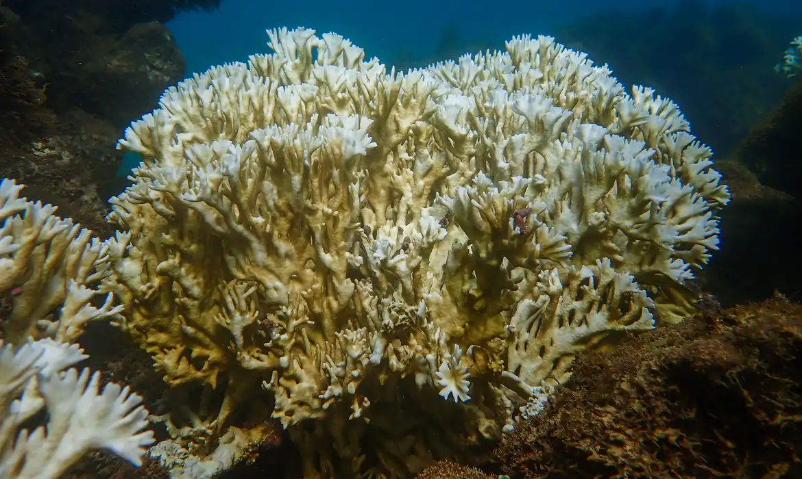 Aquecimento da água dos oceanos pode fazer os corais desaparecerem até o final deste século