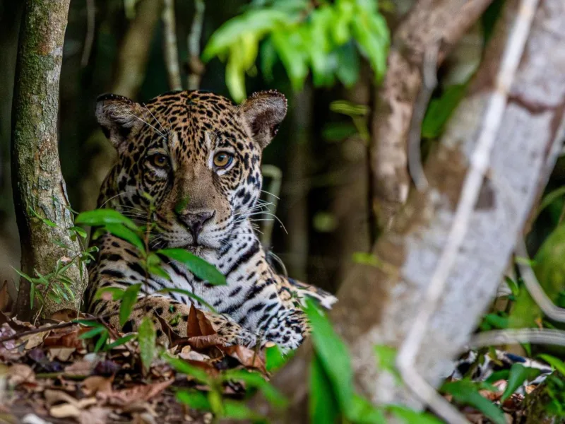 Onça-pintada é avistada durante expedição do projeto Looking for Jaguars