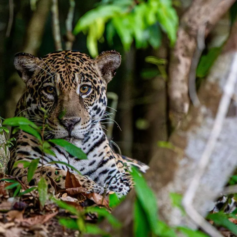 Onça-pintada é avistada durante expedição do projeto Looking for Jaguars