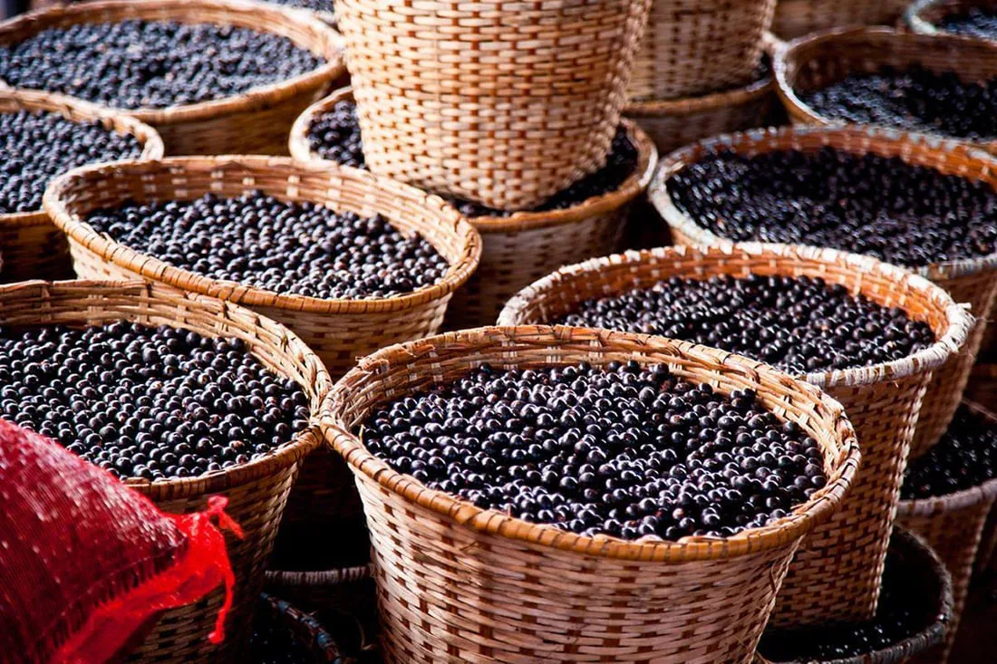 A proibição do açaí na COP30: um paradoxo corrigido em nome da sustentabilidade e da cultura amazônica