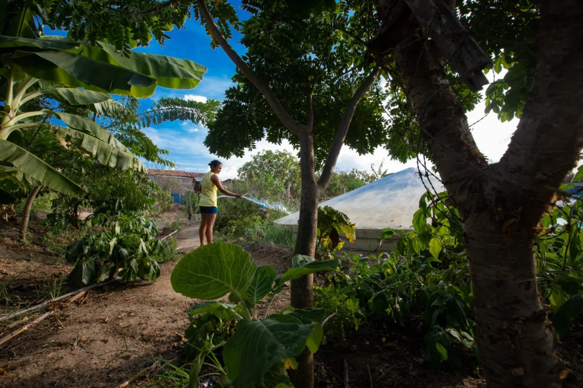 Colocando a Caatinga no debate climático global, Centro Sabiá e ISA realizam a Caatinga Climate Week