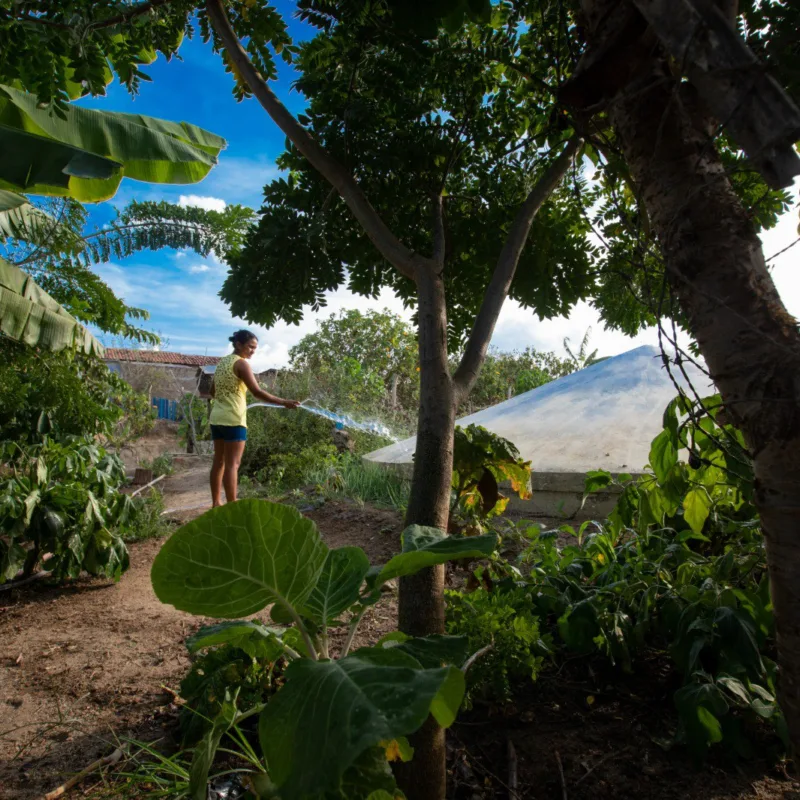 Colocando a Caatinga no debate climático global, Centro Sabiá e ISA realizam a Caatinga Climate Week