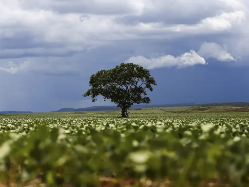 Mindfulness para a Amazônia? O absurdo de tratar desmatamento com frases motivacionais