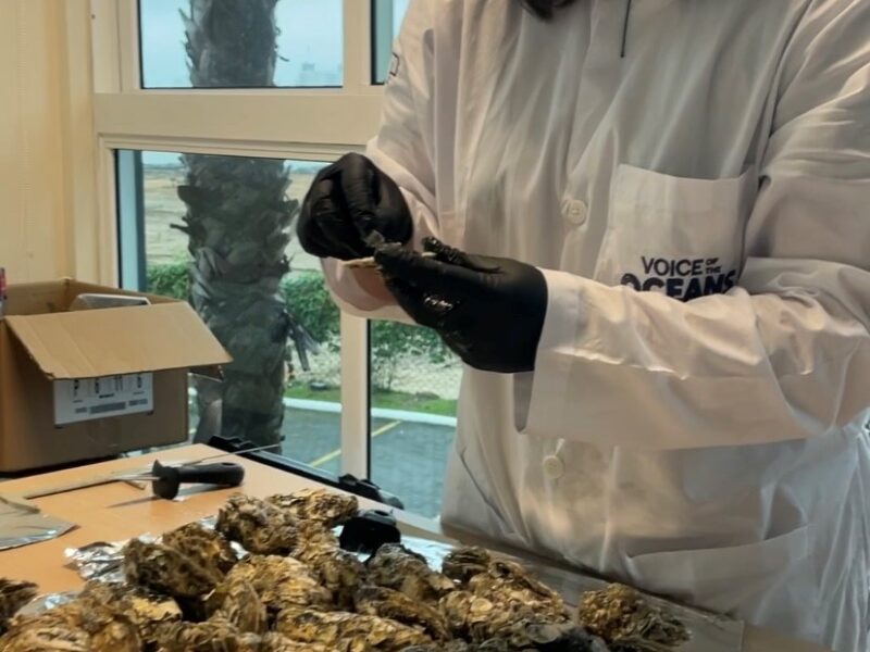 70% dos frutos do mar brasileiros estão contaminados por microplástico, diz Voz dos Oceanos na COP30