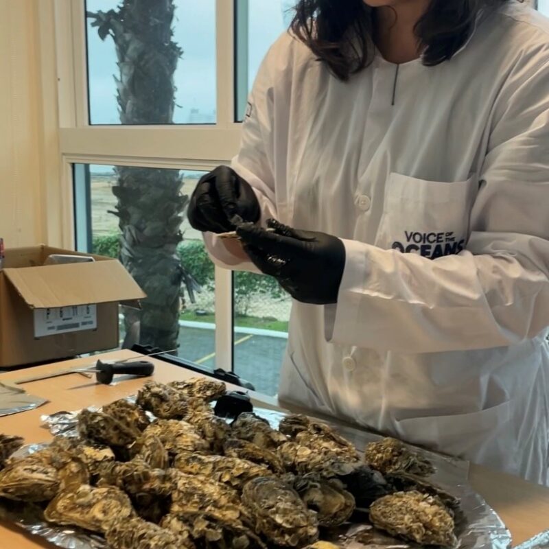 70% dos frutos do mar brasileiros estão contaminados por microplástico, diz Voz dos Oceanos na COP30