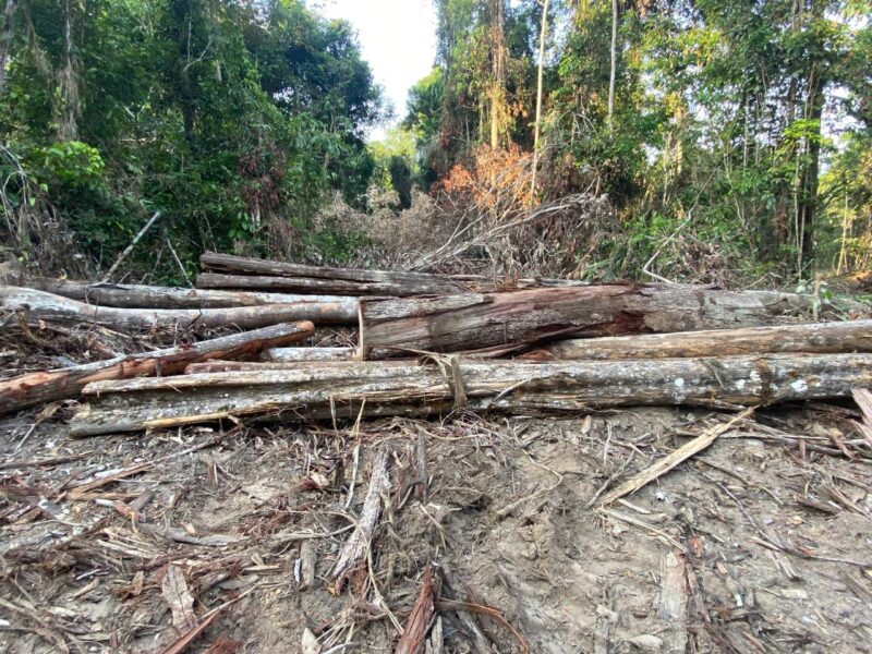 Amanayé: A floresta que agoniza há 80 anos enquanto o Brasil hesita