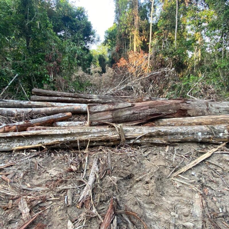Amanayé: A floresta que agoniza há 80 anos enquanto o Brasil hesita