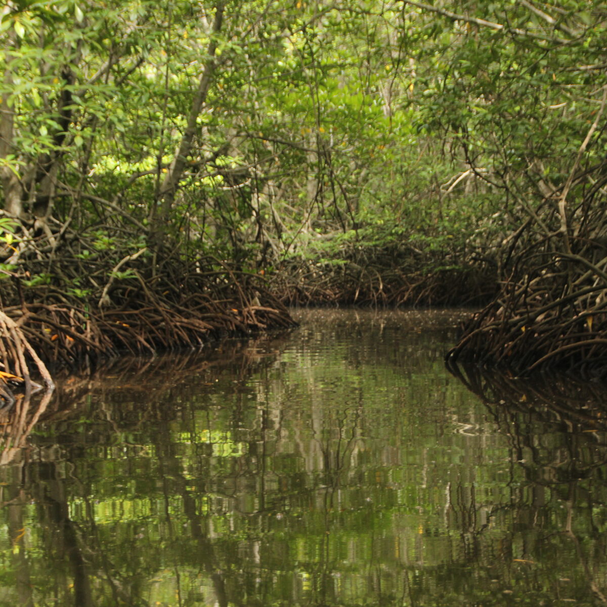 Wetlands: the silent climate protection threatened by the imperative of profit