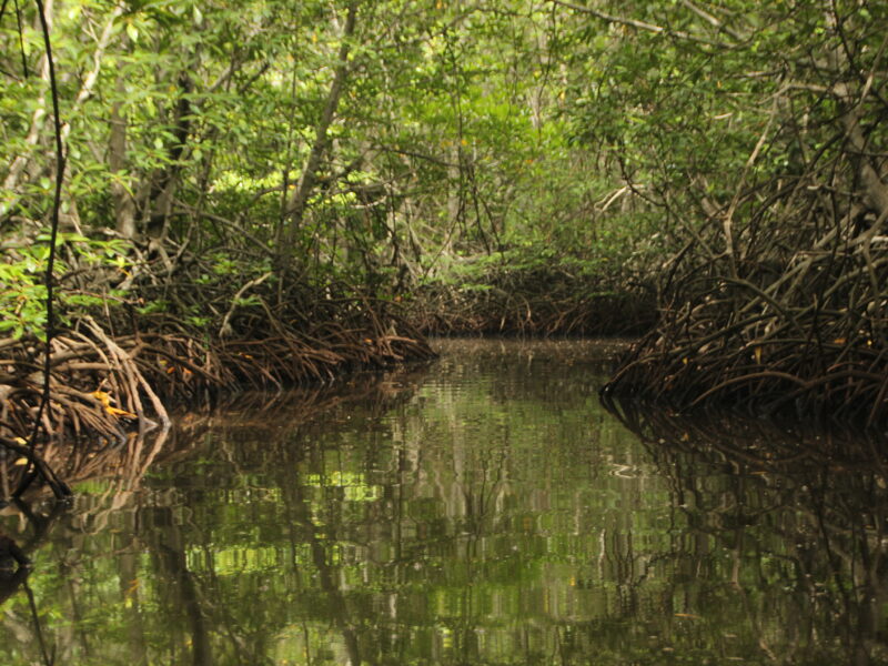 Zonas úmidas: a proteção climática silenciosa ameaçada pelo imperativo do lucro