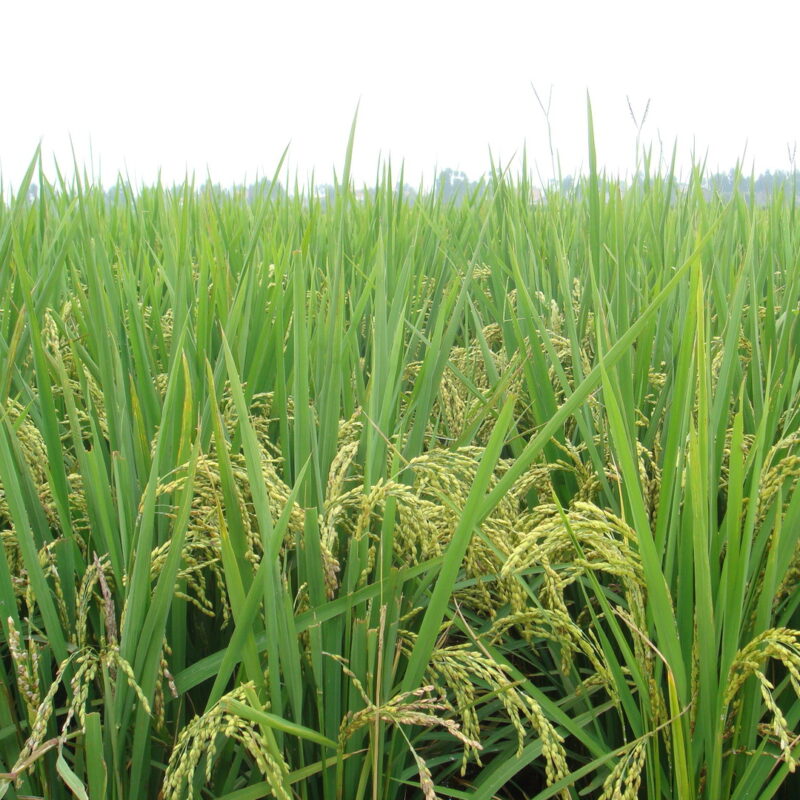 Invasões de territórios quilombolas em Salvaterra (PA) são alvo de denúncia na COP30