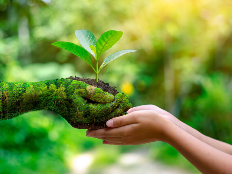 A nova teologia verde: como religiões tratam a crise climática