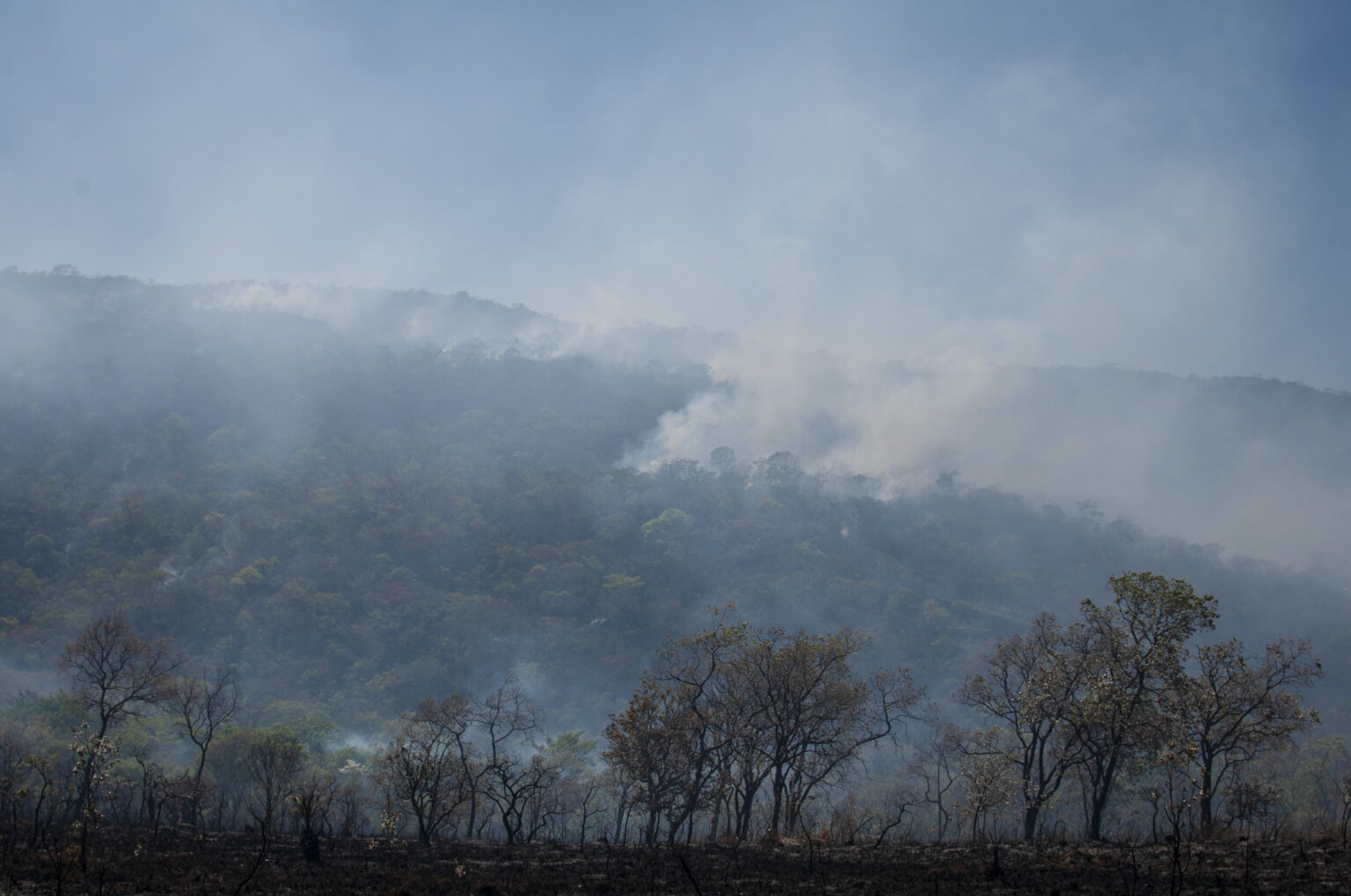 O Cerrado grita, o mundo precisa escutar