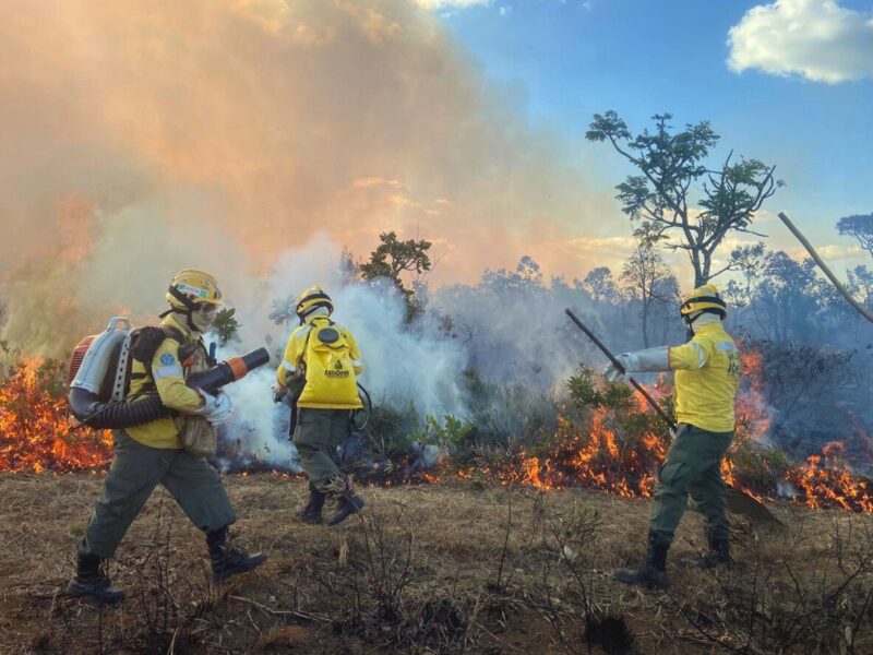 O Cerrado grita, o mundo precisa escutar