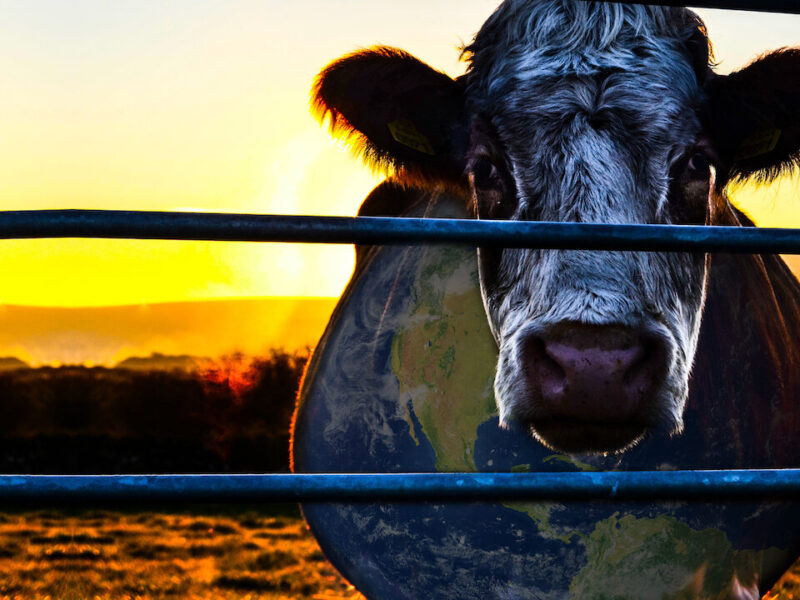 Cine Ninja Indica: 7 produções para refletir sobre o consumo de carne