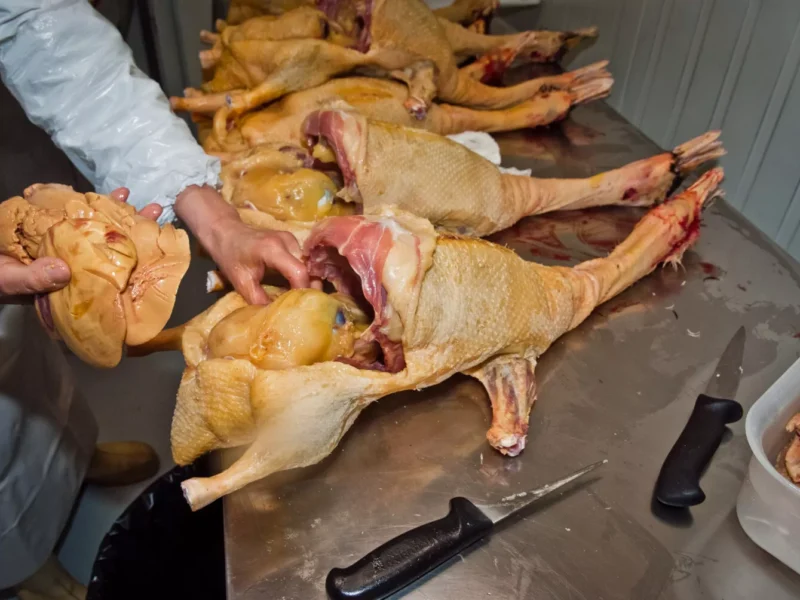 Causa animal: Foie Gras pode estar com os dias contados no Brasil