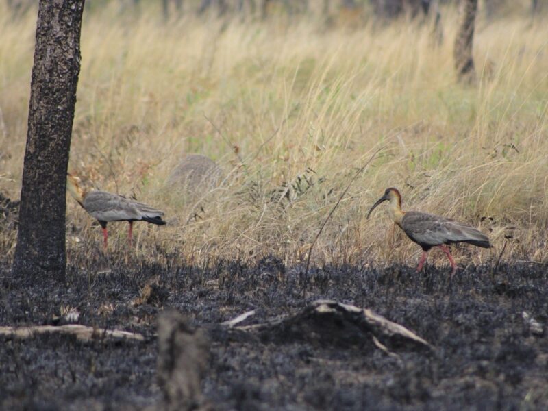 Articulação Agro é Fogo e mais de 60 organizações enviam carta aos bancos sobre riscos de incêndio no cenário de El Niño