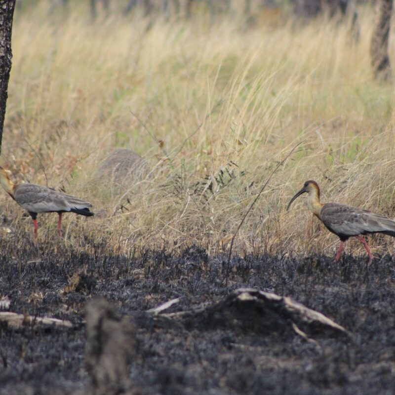 Articulação Agro é Fogo e mais de 60 organizações enviam carta aos bancos sobre riscos de incêndio no cenário de El Niño